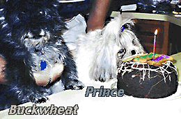 Prince's Birthday Party