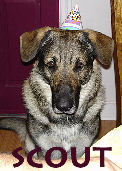 Scout's Birthday Party